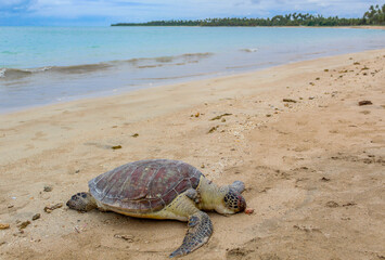 Praia com água cristalina, nuvens no céu e tartaruga na areia