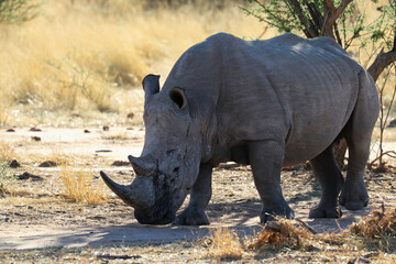Obraz premium wide-mouthed rhinoceros - Namibia Africa