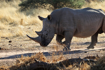 Obraz premium wide-mouthed rhinoceros - Namibia Africa