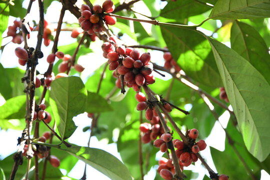 Kaffeegetr&auml;nk ist ein schwarzes, koffeinhaltiges Getr&auml;nk, das aus hei&szlig;em Wasser, ger&ouml;steten und gemahlenen Kaffeebohnen und dem Samen der Frucht der Kaffeepflanze, hergestellt wird. 