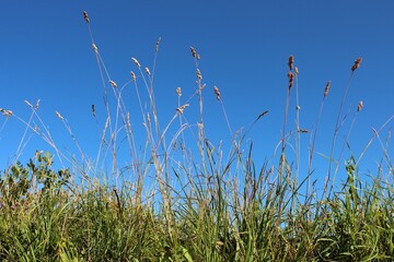 Close -up green grass against clean blue sky
