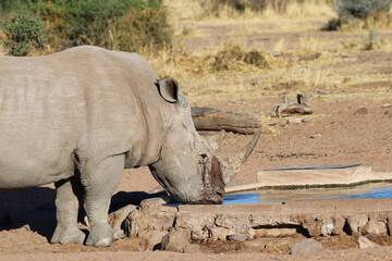 Obraz premium wide-mouthed rhinoceros - Namibia Africa