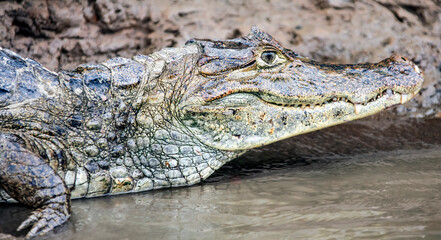 Caiman spectacled or crocodile or American, close-up on the river bank.
