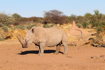 wide-mouthed rhinoceros - Namibia Africa