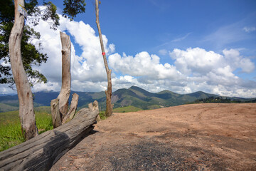 tree in the mountains