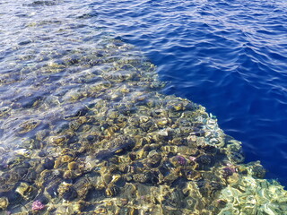 coral reef and sea