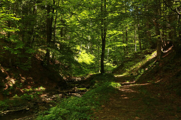 Duszatynskie lakes, mountain lakes in Bieszczady Mountains, Poland