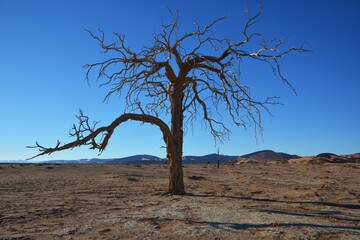 Kameldornbaum im Namib-Naukluft Nationalpark in Namibia.