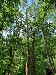 trees in the woods
