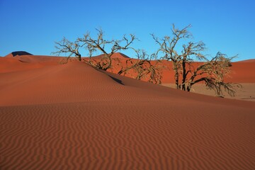 Fototapeta na wymiar Wüstenlandschaft auf dem Weg ins Hidden Vlei im Namib-Naukluft Nationalpark. 