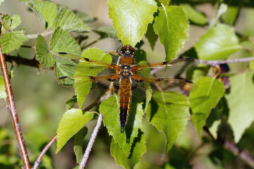 A Four-spotted Chaser Dragonfly resting on Birch leafs.