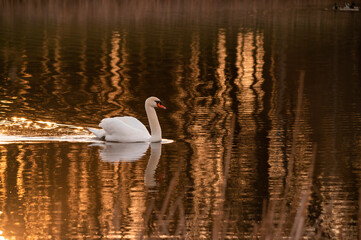 Swan on the lake in the colors of the sunset