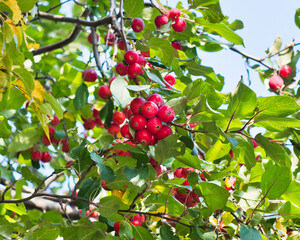 small red apples on the branches apple tree