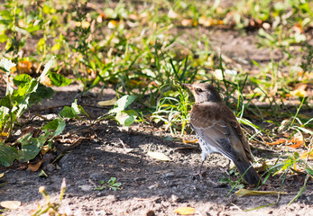 Birds. The fieldfare (Turdus pilaris)