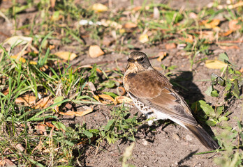 Birds. The fieldfare (Turdus pilaris)