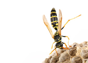 European wasp hive, nest Polistes associus, isolated on white background 