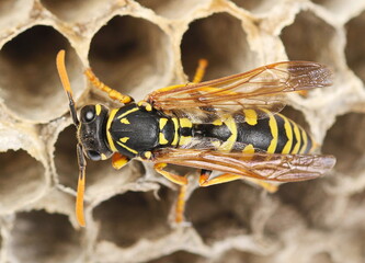 European wasp on hive, nest Polistes associus, macro