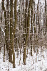 winter in Europe. snow covered branches. nature near the river and forest