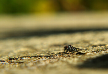the fly warms up in the morning sun