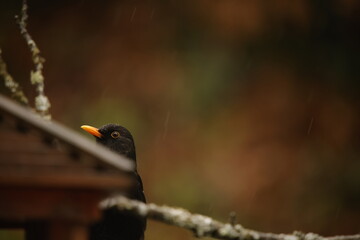 bird on a branch
