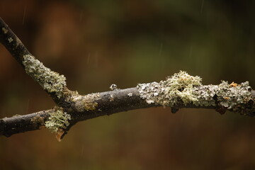 branch of a tree