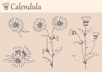 Hand-drawn image of calendula flowers with stems and leaves.botanical illustration. Healing Herbs for design Natural Cosmetics, aromatherapy,homeopathy. - obrazy, fototapety, plakaty