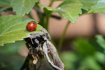 Red spotted ladybug on a green leaf 