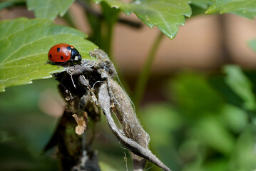 Red spotted ladybug on a green leaf 