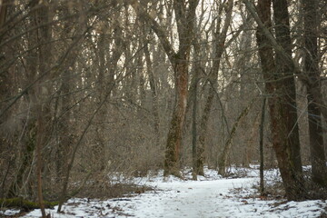 forest in winter