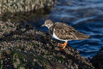 Ruddy Turnstone  shorebird