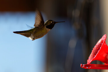 Hummingbird Drinking from Hummingbird Feeder