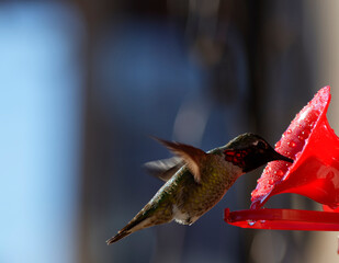 Hummingbird Drinking from Hummingbird Feeder