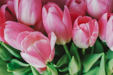 Obraz premium Pink tulips at blurry background, closeup, shallow depth of field. floral spring background