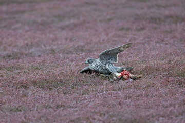adult gray gyrfalcon bird