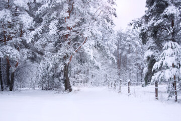 cold day in the snowy winter forest