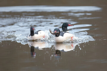 Common Merganser duck