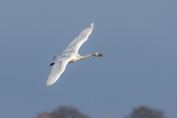 flying Trumpeter Swan