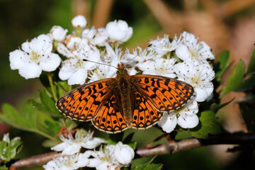 A Small Pearl-bordered Fritillary on Hawthorn flowers.