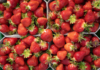 Erdbeersaison - frischgeerntete Erdbeeren in Obstschalen, Nahaufnahme.