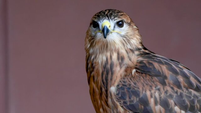 A long legged buzzard (Buteo Rufinus) up close showing off light feathers and beak looking around.	