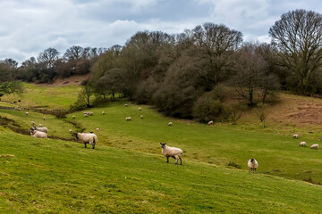 Fototapeta na wymiar A flock of sheep on a hillside field near Market Harborough, UK