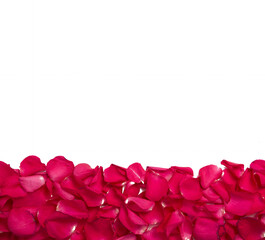 background and texture of bright red rose petals with white background on top. copy space.