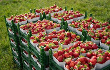 Erdbeerernte - frische, rote Erdbeeren stehen am Rande eines Erdbeerfeldes und warten auf den...