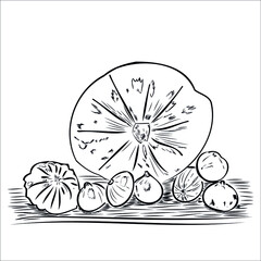 pumpkin ink sketch. zucchini, onion, patison, melon. print for packaging, eco products, organic food. lines, contours. autumn harvest, picking vegetables. premium vector eps 10