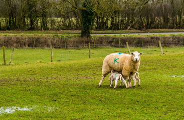 A mummy sheep with her two lambs in a field near Market Harborough, UK