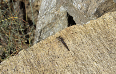 A species of dragonfly of the genus Sympetrum a small to medium-sized skimmer dragonflies, known as darters and as meadowhawks. Predominantly live in the temperate zone of the Northern Hemisphere.