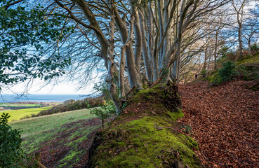 Traditional Exmoor beech tree wall