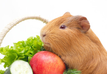 red and white guinea pig and her food