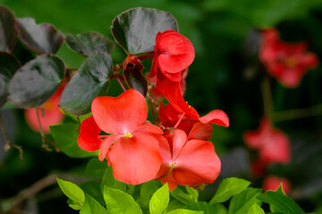 Selective focus of a begonia cucullata, also known as wax begonia and clubed begonia, is a species of the Begoniaceae that is native to South American