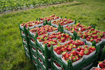 Erdbeerernte - frische, rote Erdbeeren stehen am Rande eines Erdbeerfeldes und warten auf den Transport zum Handel. Symbolfoto.